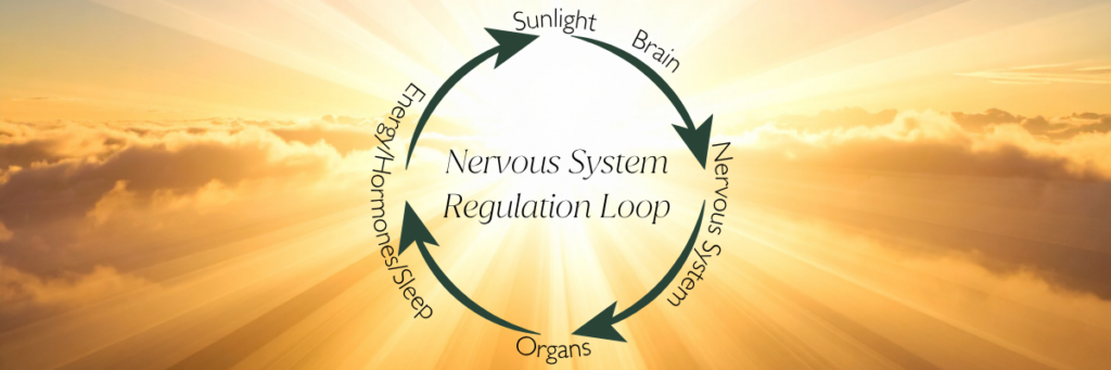 Sunlight Regulates The Nervous System